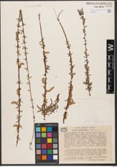 Foto von Salix wilhelmsiana M. Bieb.
